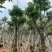 秋枫骨架苗10～15公分基地直销质量优欢迎来电咨询