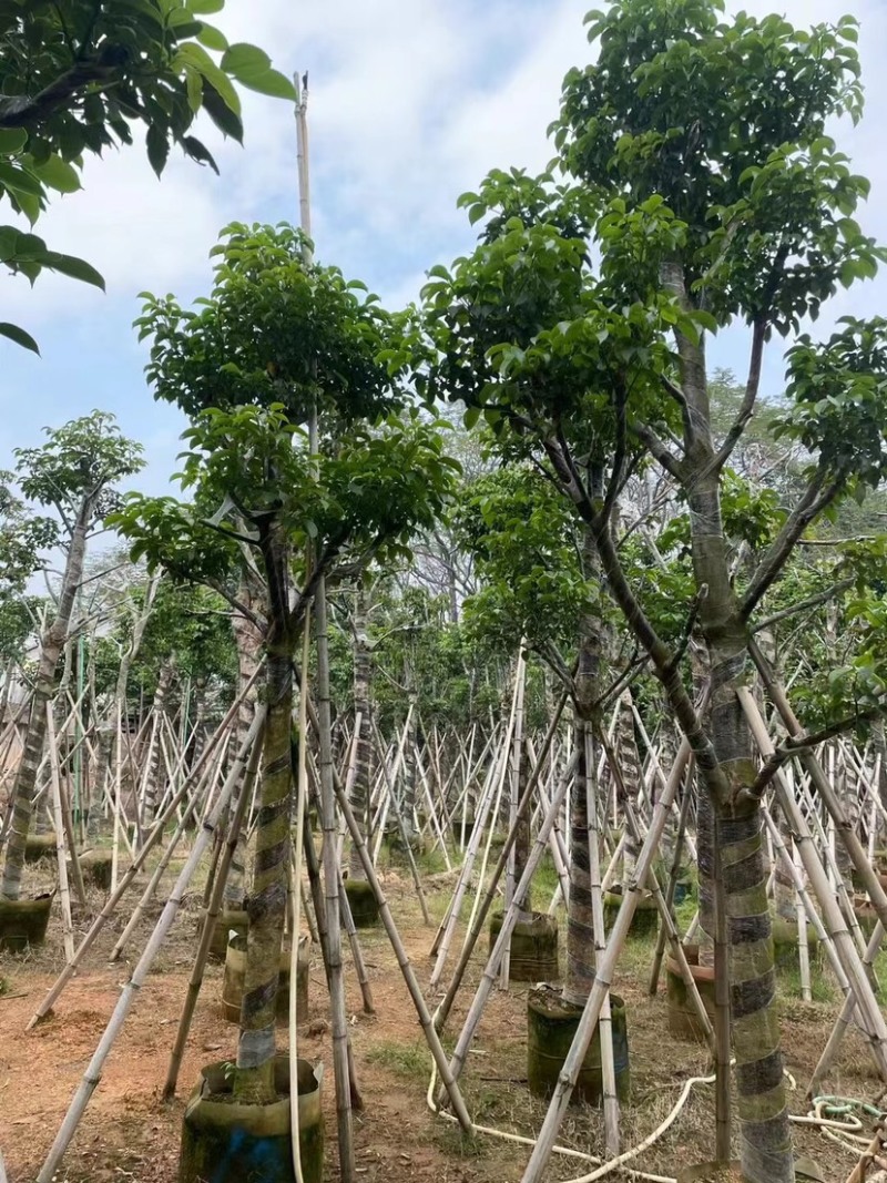 秋枫骨架苗10～15公分基地直销质量优欢迎来电咨询
