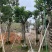 秋枫骨架苗10～15公分基地直销质量优欢迎来电咨询