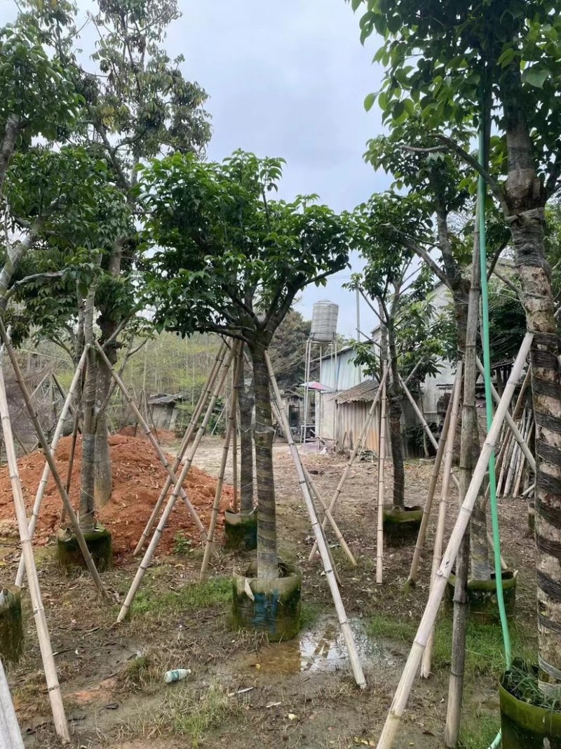秋枫骨架苗10～15公分基地直销质量优欢迎来电咨询