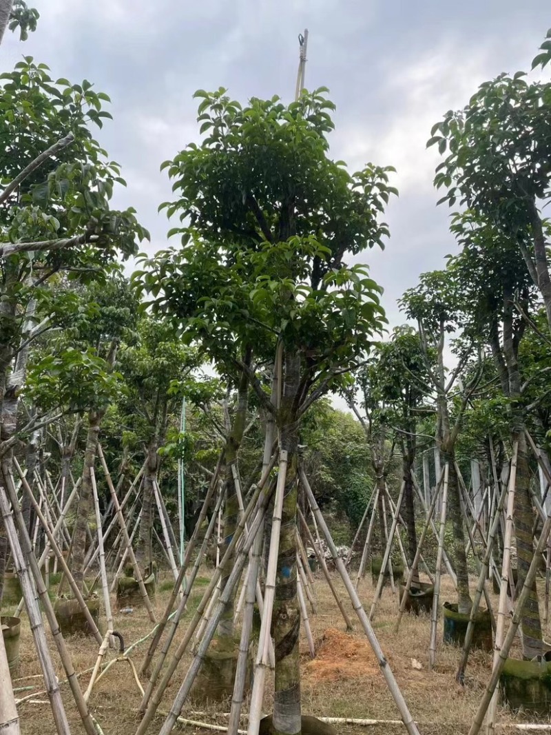 秋枫骨架苗10～15公分基地直销质量优欢迎来电咨询