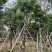 秋枫骨架苗10～15公分基地直销质量优欢迎来电咨询