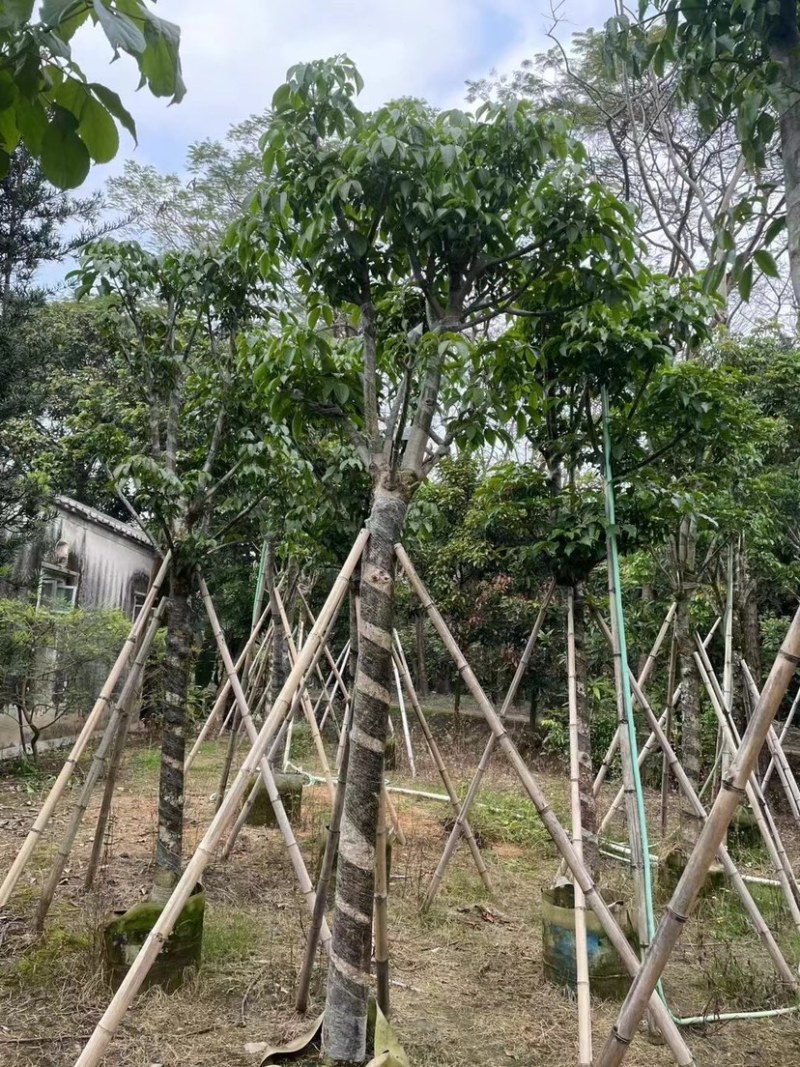 秋枫骨架苗10～15公分基地直销质量优欢迎来电咨询