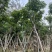秋枫骨架苗10～15公分基地直销质量优欢迎来电咨询