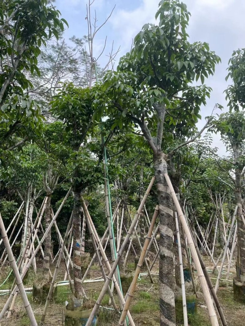秋枫骨架苗10～15公分基地直销质量优欢迎来电咨询