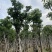 秋枫骨架苗10～15公分基地直销质量优欢迎来电咨询