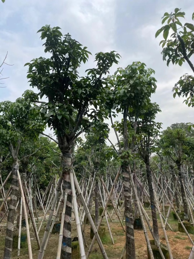 秋枫骨架苗10～15公分基地直销质量优欢迎来电咨询