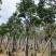 秋枫骨架苗10～15公分基地直销质量优欢迎来电咨询