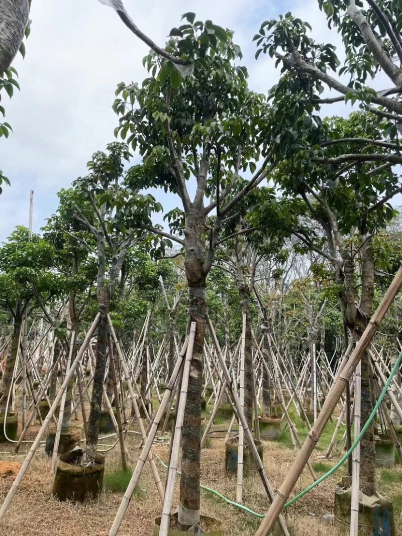 秋枫骨架苗10～15公分基地直销质量优欢迎来电咨询