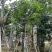 秋枫骨架苗10～15公分基地直销质量优欢迎来电咨询