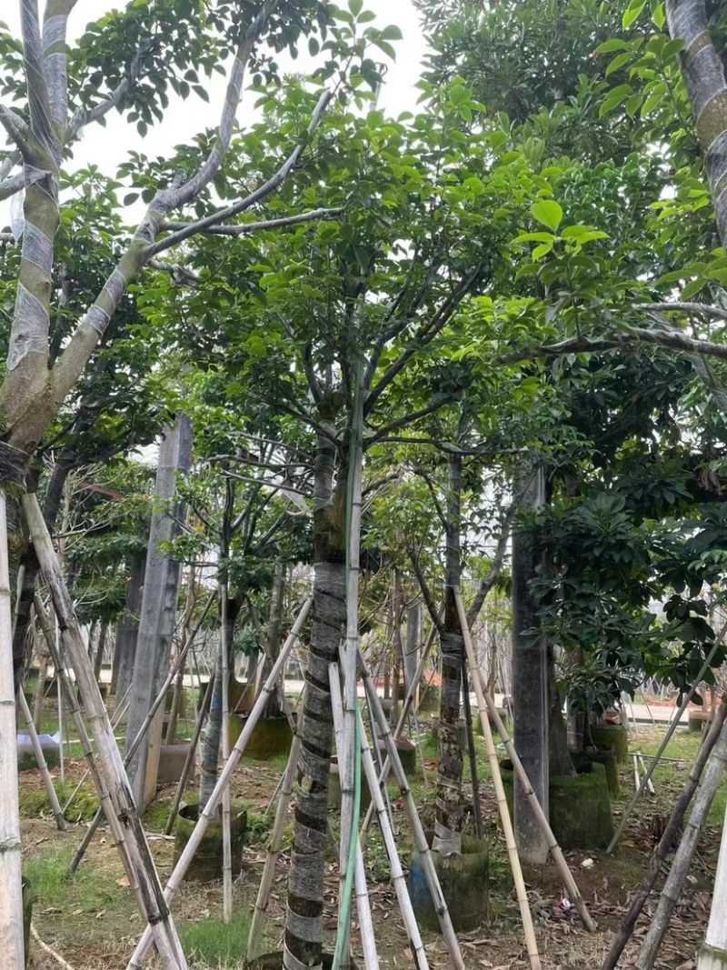 秋枫骨架苗10～15公分基地直销质量优欢迎来电咨询