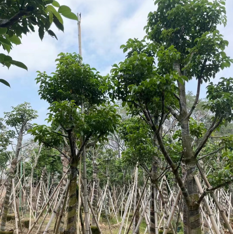 秋枫骨架苗10～15公分基地直销质量优欢迎来电咨询