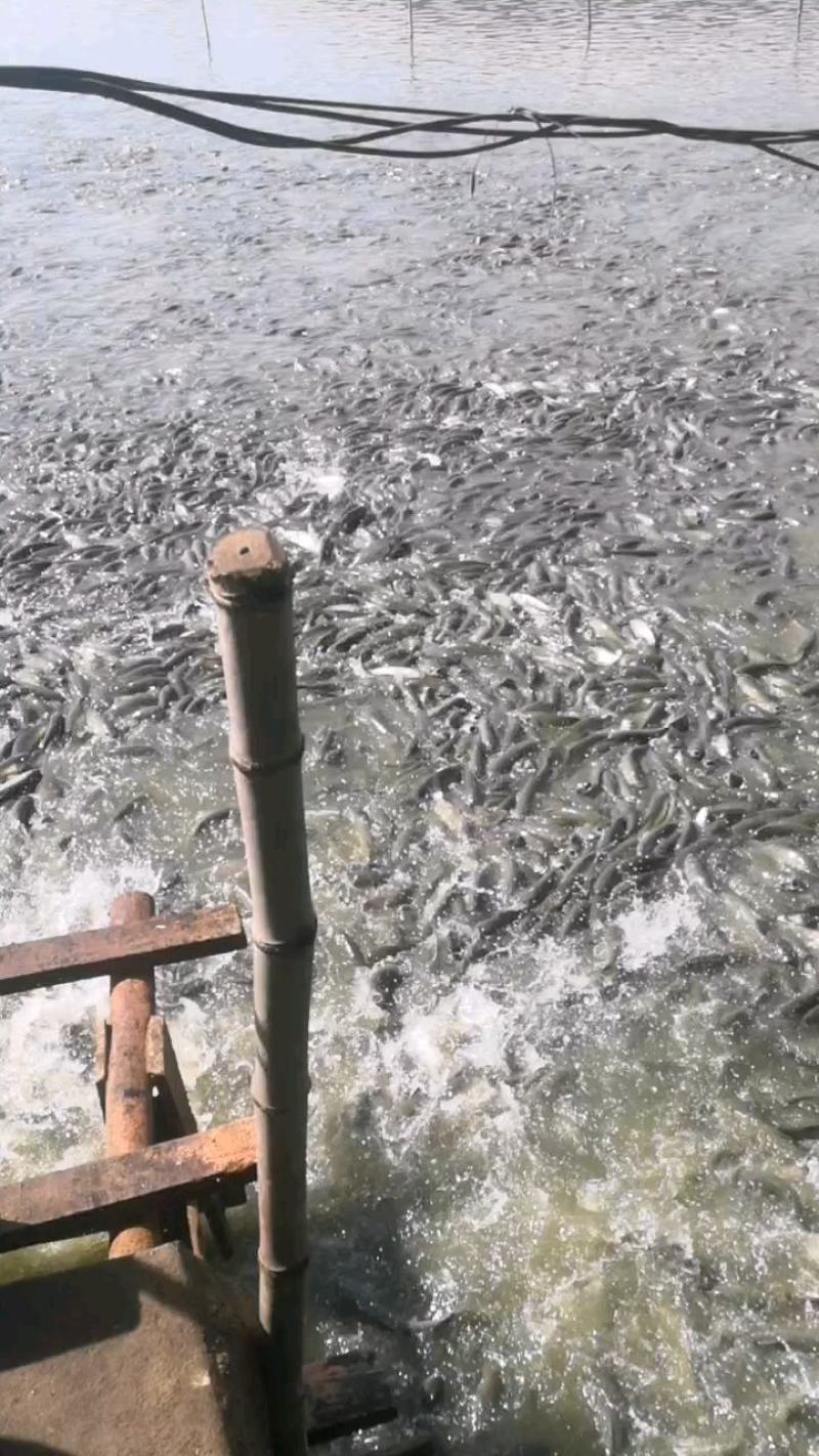 草本粮方养好鱼！大品牌草鱼饲料——绿色催肥增效