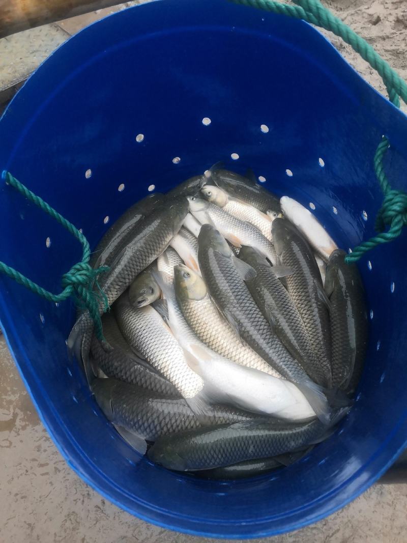 草本粮方养好鱼！大品牌草鱼饲料——绿色催肥增效