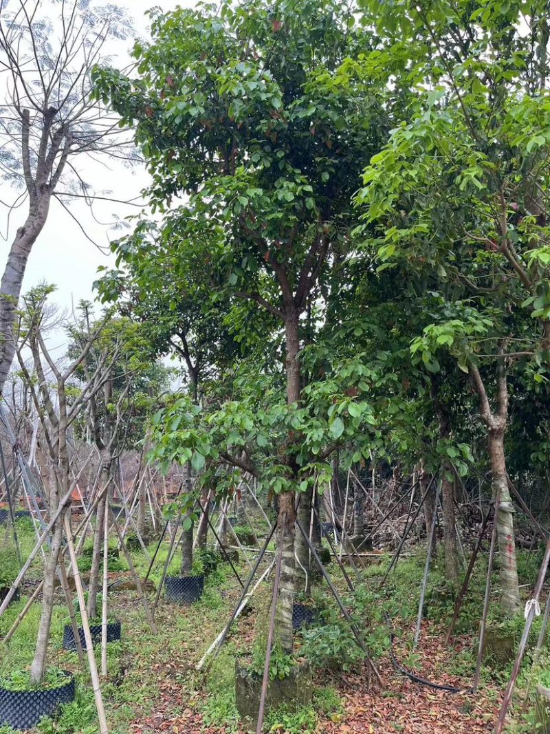 四季常绿秋枫骨架基地直销规格齐全欢迎来电咨询合作