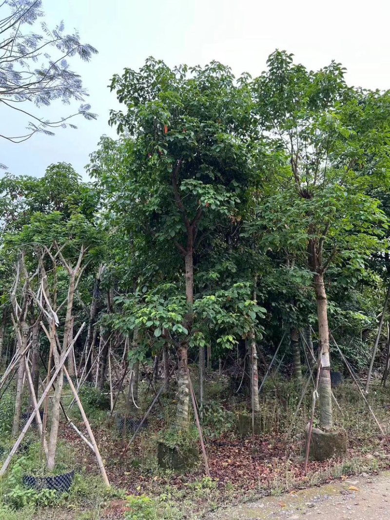 四季常绿秋枫骨架基地直销规格齐全欢迎来电咨询合作