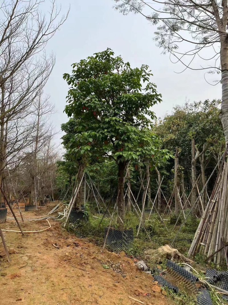 四季常绿秋枫骨架基地直销规格齐全欢迎来电咨询合作
