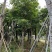 四季常绿秋枫骨架基地直销规格齐全欢迎来电咨询合作
