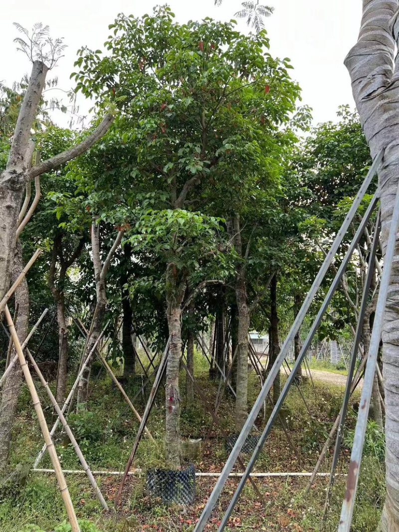 四季常绿秋枫骨架基地直销规格齐全欢迎来电咨询合作