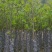紫玉兰（玉堂春）4～8公分基地直销规格齐全欢迎来电