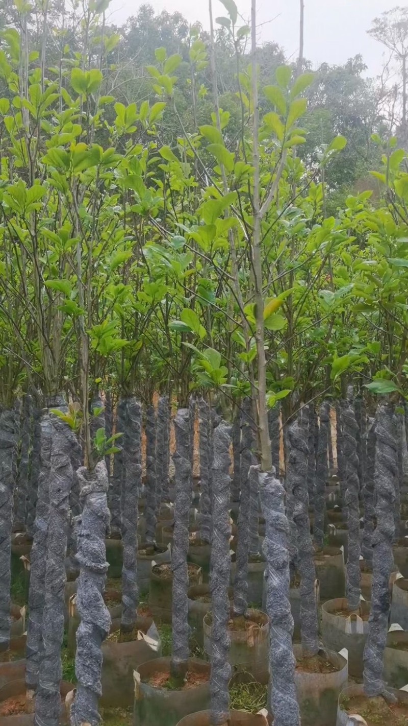 紫玉兰（玉堂春）4～8公分基地直销规格齐全欢迎来电