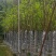 紫玉兰（玉堂春）4～8公分基地直销规格齐全欢迎来电