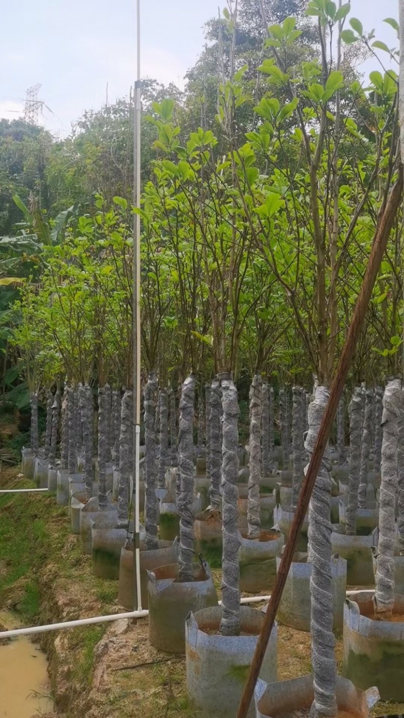 紫玉兰（玉堂春）4～8公分基地直销规格齐全欢迎来电