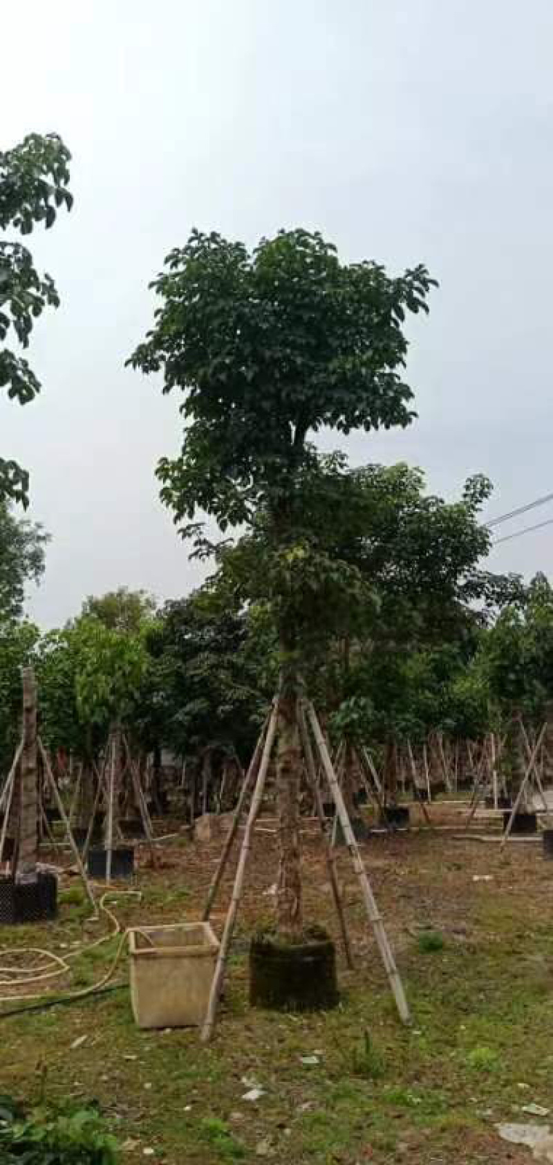 秋枫基地直销规格齐全欢迎来电咨询合作