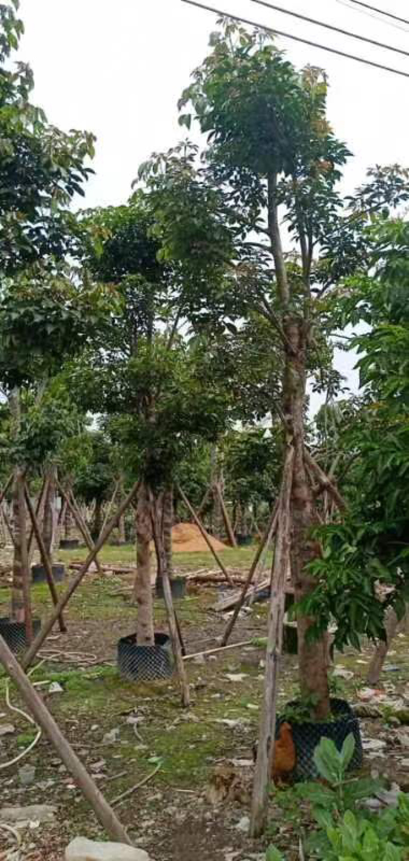 秋枫基地直销规格齐全欢迎来电咨询合作