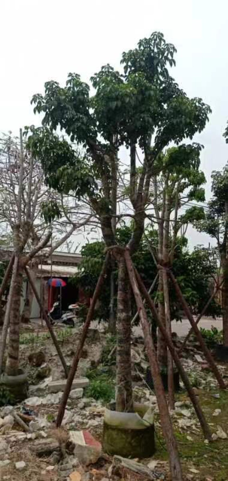 秋枫基地直销规格齐全欢迎来电咨询合作