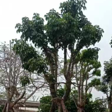 秋枫基地直销规格齐全欢迎来电咨询合作
