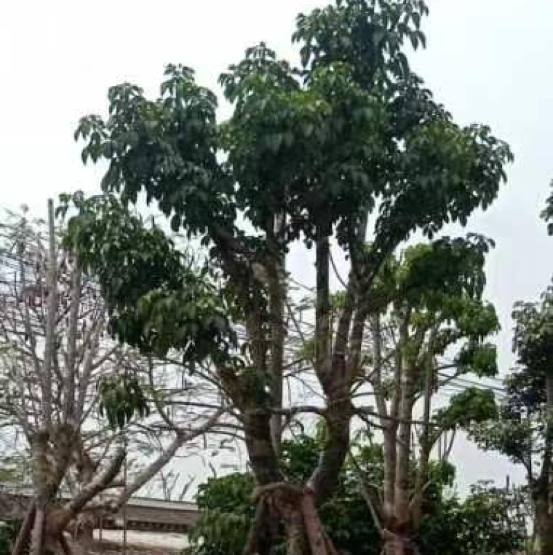 秋枫基地直销规格齐全欢迎来电咨询合作