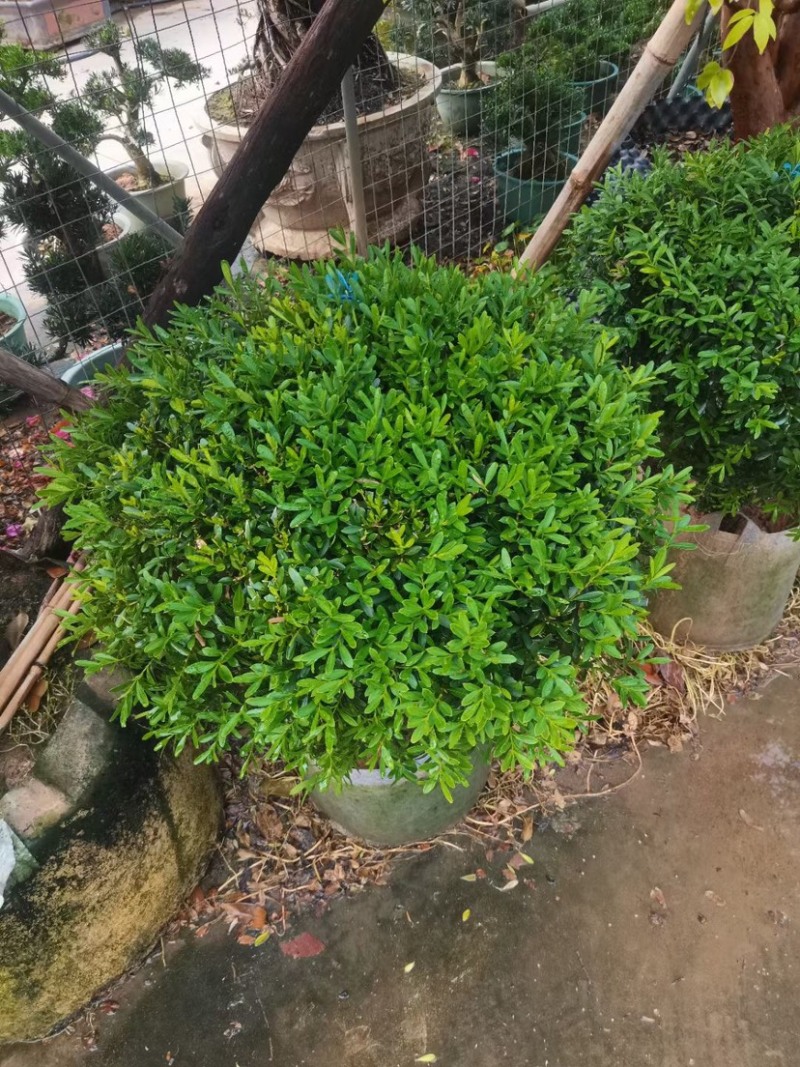 黄杨球基地直销规格齐全质量优质欢迎来电咨询合作