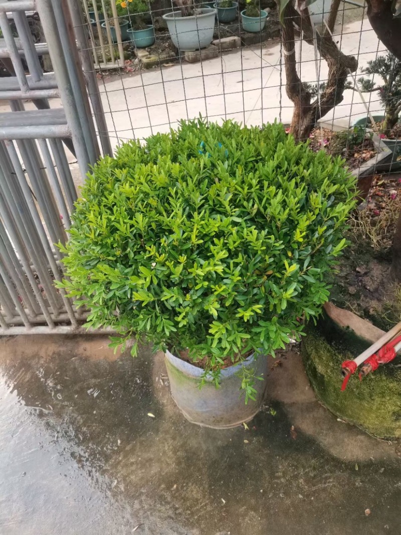 黄杨球基地直销规格齐全质量优质欢迎来电咨询合作