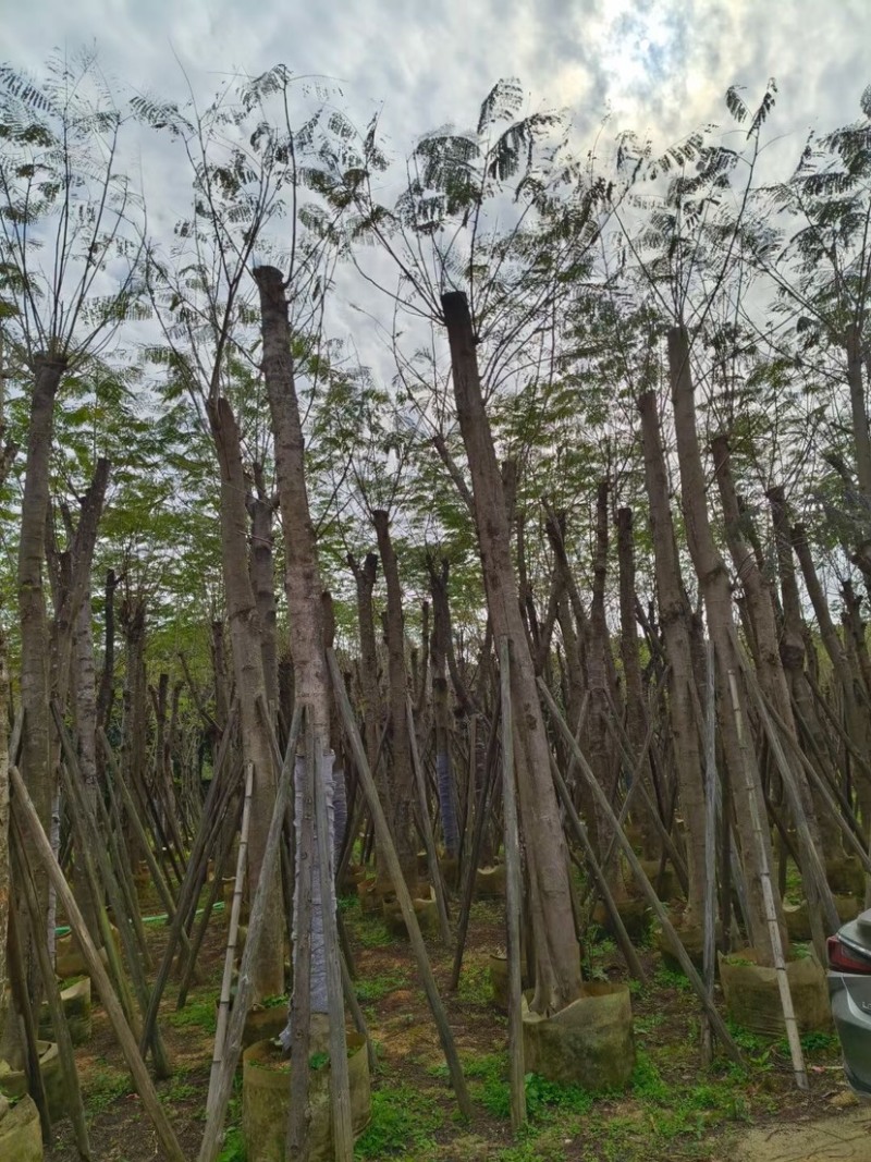 凤凰木15～20公分基地直销规格齐全质量优欢迎来电