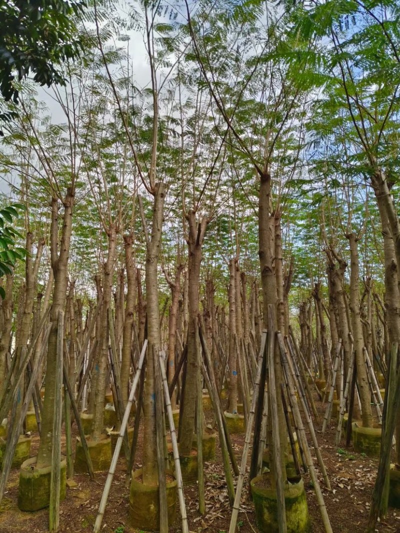 凤凰木15～20公分基地直销规格齐全质量优欢迎来电