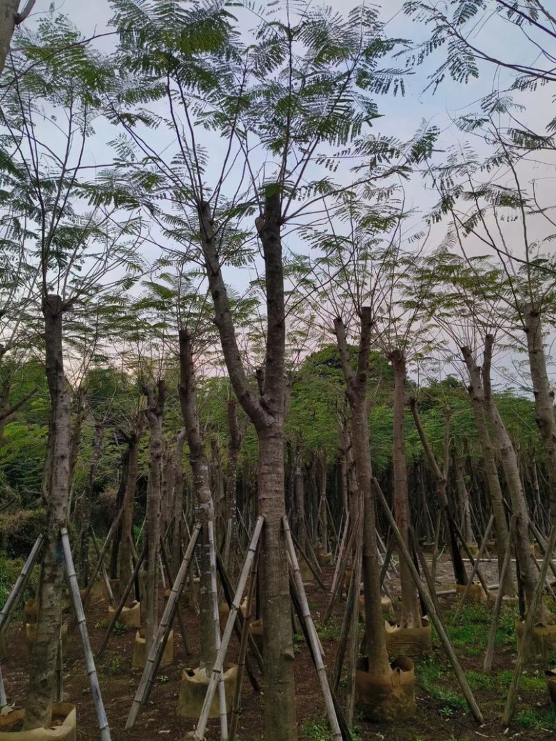 凤凰木15～20公分基地直销规格齐全质量优欢迎来电
