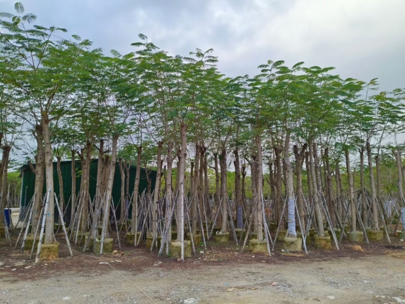 凤凰木15～20公分基地直销规格齐全质量优欢迎来电