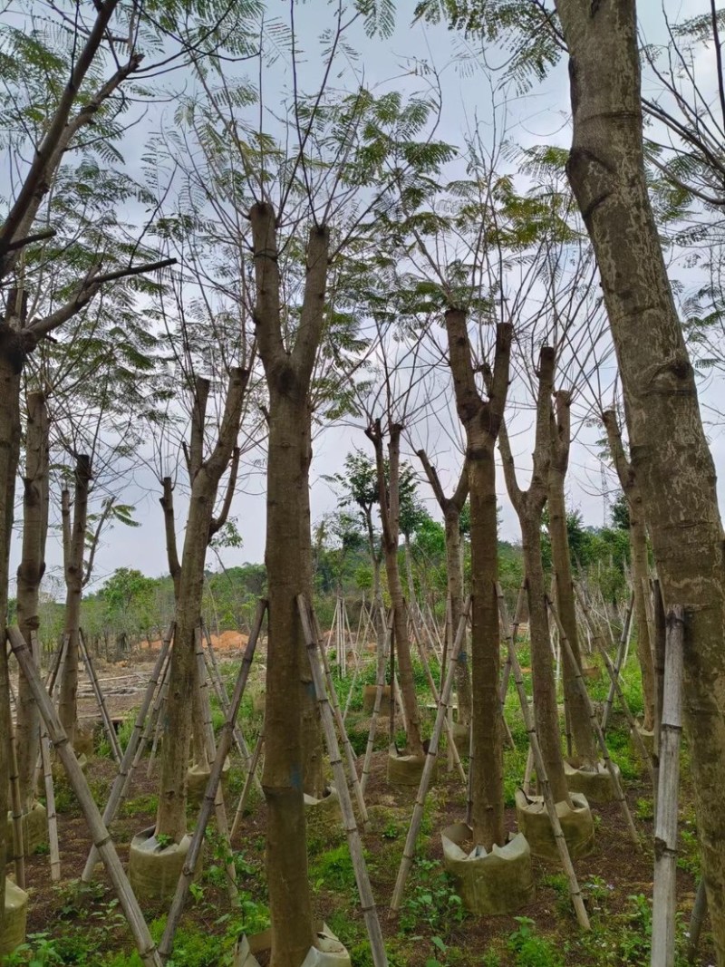 凤凰木15～20公分基地直销规格齐全质量优欢迎来电
