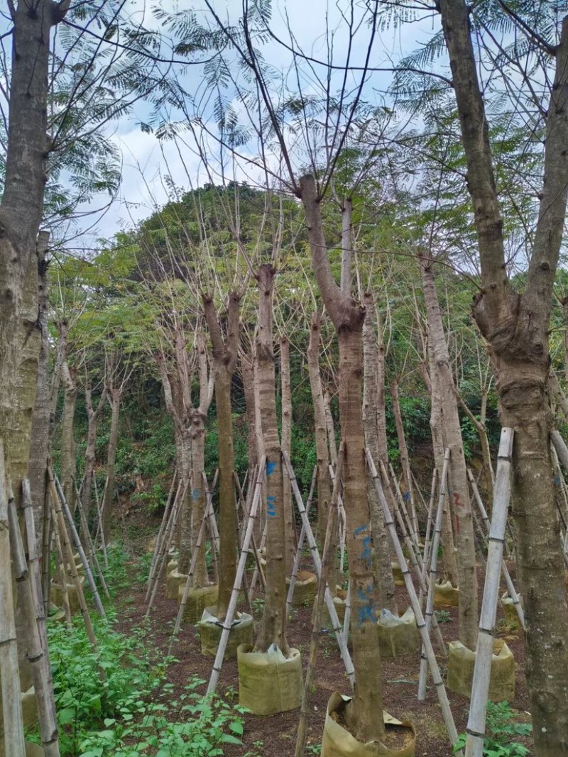 凤凰木15～20公分基地直销规格齐全质量优欢迎来电