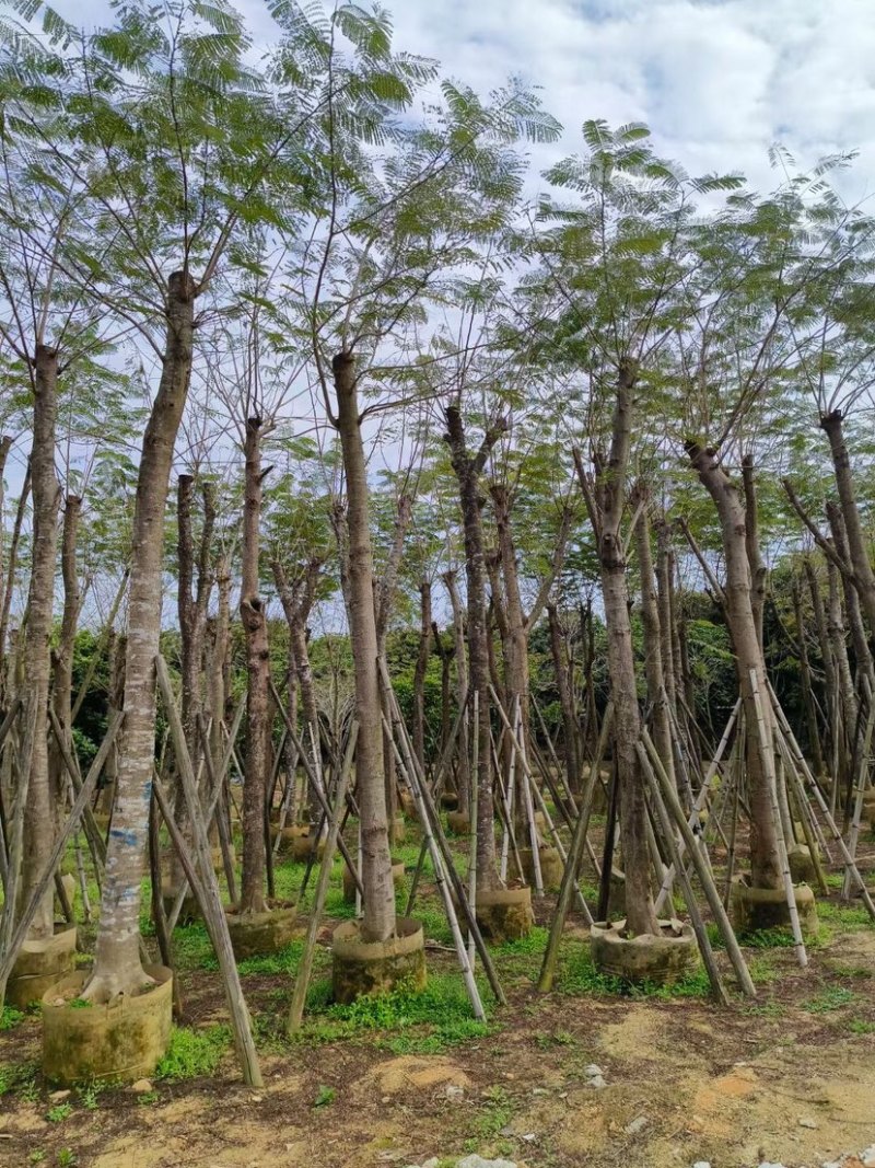 凤凰木15～20公分基地直销规格齐全质量优欢迎来电