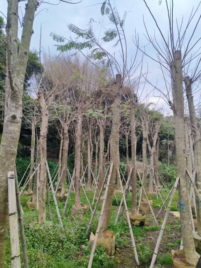凤凰木15～20公分基地直销规格齐全质量优欢迎来电
