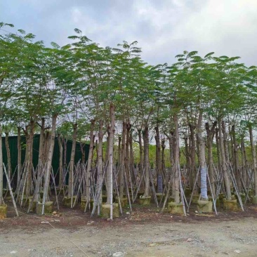 凤凰木15～20公分基地直销规格齐全质量优欢迎来电