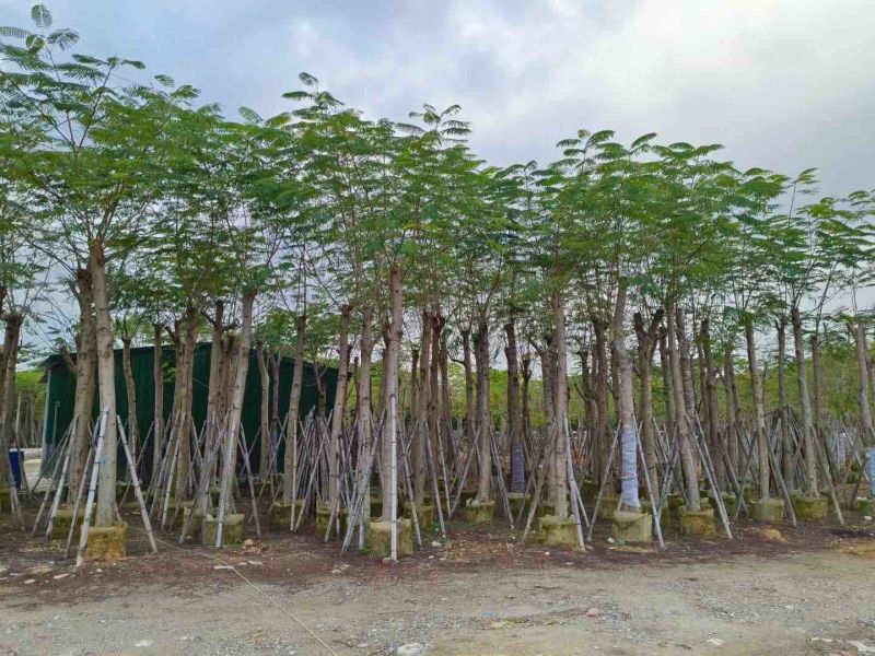 凤凰木15～20公分基地直销规格齐全质量优欢迎来电