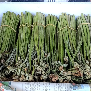 重庆精品甜蕨大量出货，欢迎老板采购