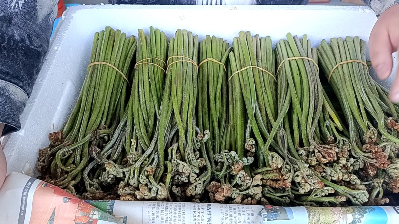 重庆精品甜蕨大量出货，欢迎老板采购