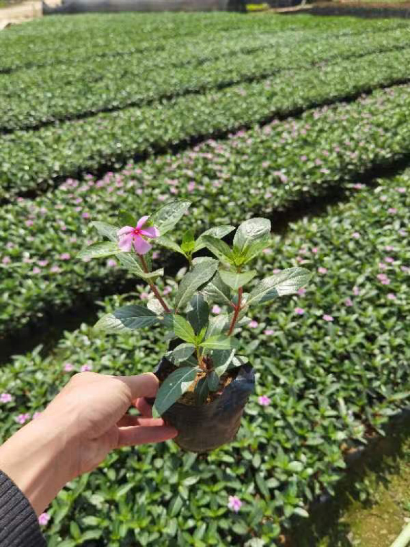 长春花小袋中袋基地直销质量优质欢迎来电咨询合作