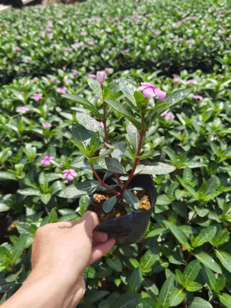长春花小袋中袋基地直销质量优质欢迎来电咨询合作