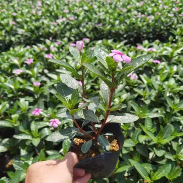 长春花小袋中袋基地直销质量优质欢迎来电咨询合作