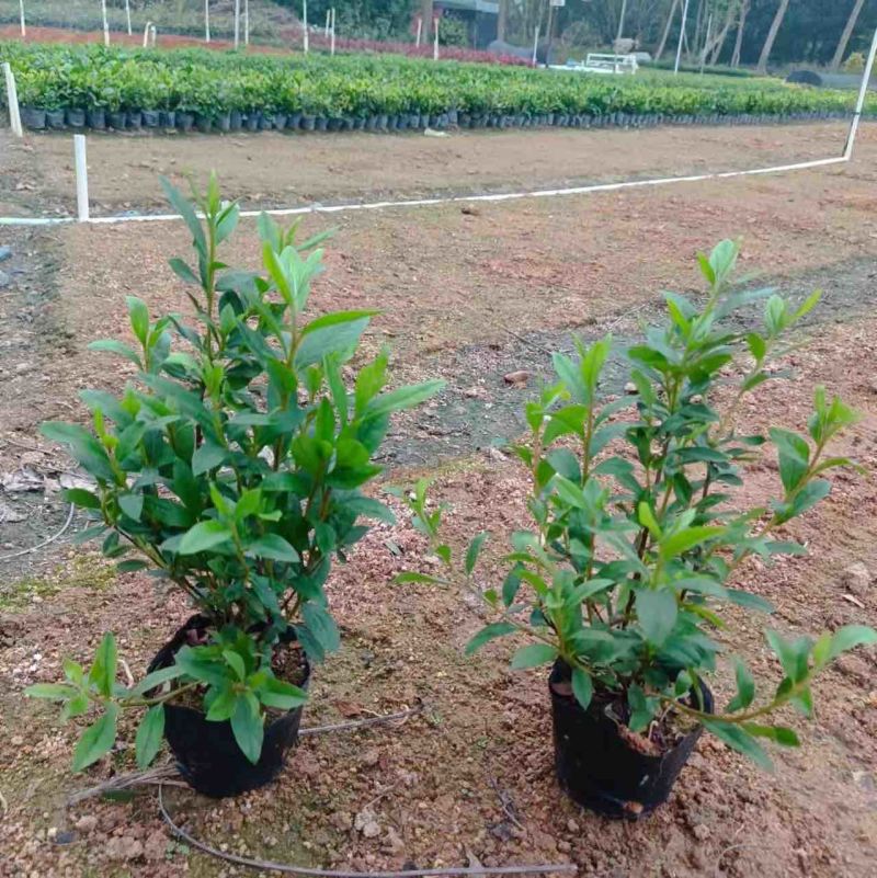 三斤袋～七斤袋蓝星花基地直销质量优质欢迎来电咨询合作